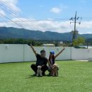 쉬오트애견풀빌라 이미지