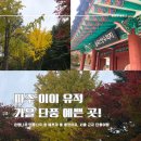 파주로 은행나무길 이미지