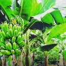 원주농장 이미지