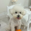 해피도그 이미지