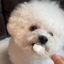 견생맛집 이미지