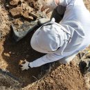 생각이 자라는 나무 | 7)_잘 자라는 3년 차 왕보리수나무 옮겨심기 이식...2탄 눈개승마 비비추 새순 지지대 쇠스랑 삼지창 후기