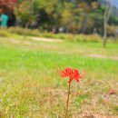 고창~선운사꽃무릇.메밀꽃축제장.고창읍성트레킹.돋음벽벽화마을 이미지