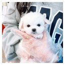 광주강아지분양 애견분양 마마스미독 광주점 이미지