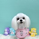 스타애견미용 이미지