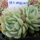다육식물놀이터