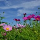 코스모스 이미지
