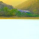 용비농장 Daum카페
