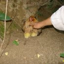 우리집 오리 이미지