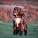 애견세계 이미지