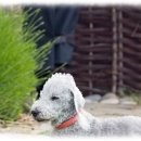 컴투펫 위탁보호센터 서울점 이미지