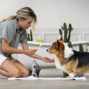 보람애견미용 이미지