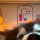 허벌라개 이미지