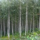 자작나무 숲 이미지