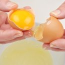 노른자 이미지