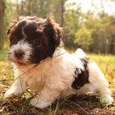 계양 동물 메디컬 센터 이미지