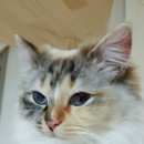 도로시캐터리 이미지