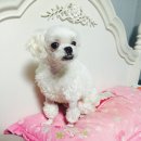 스머프동물병원 | 스머프동물병원 말티즈 슬개골 탈구 수술 후기