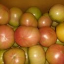 토마토주유소 이미지