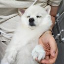 까비네펫살롱 이미지