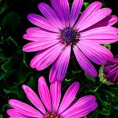 하이얀사 이미지