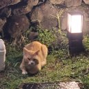 소랑제 바람 이미지