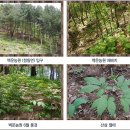 강원백운산삼농원 이미지