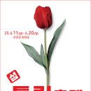 튤립 이미지