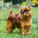 토리애견샵 이미지