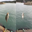 감포항 | 경주 감포항 낚시 후기 | 비 오는 날의 바다 감성 여행