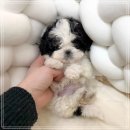 이소퍼피 강아지 남양주점 | 남양주강아지분양 실버파티말티푸