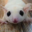 로던트 클럽 이미지