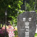 숲속의 별들 이미지