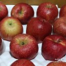 참이슬 농원 이미지