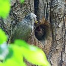 딱따구리 이미지