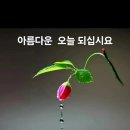 ♤네루♧ 이미지