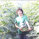 김진오농장 Daum카페