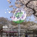 호매실벚꽃음식문화거리 | 경주축제안내 ｜ 2026 벚꽃과 함께하는 '경주 대릉원 돌담길 축제'