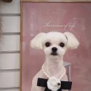 그루밍 펫 뷰티샵 이미지