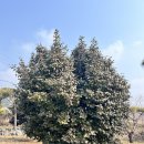 내고향콩시골밥상 | 태안 현지인 맛집 만리포해수욕장 근처 한식 시골밥상 내돈내산