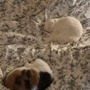 서귀포향토오일시장 이미지