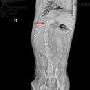 24시 웰니스 동물 의료센터 이미지