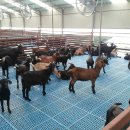 순창금산흑염소농장 이미지