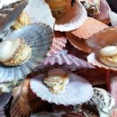 꽃가리비 이미지