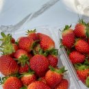 비슬로63길 | (대구딸기체험농장)아이와 특별한 추억을 만들 수 있는 농사무소 딸기체험농장