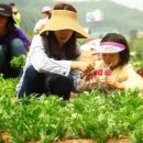 청룡텃밭 이미지