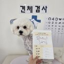 차차네 유치원 이미지