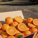 양금석가옥 이미지