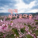 복사꽃마을 이미지