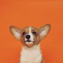 도청동물병원 이미지